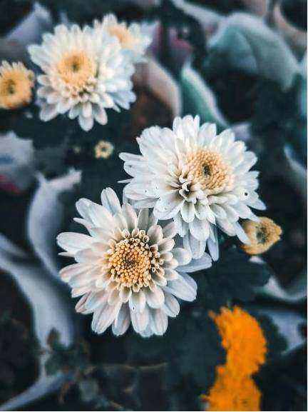 Bridal bouquet